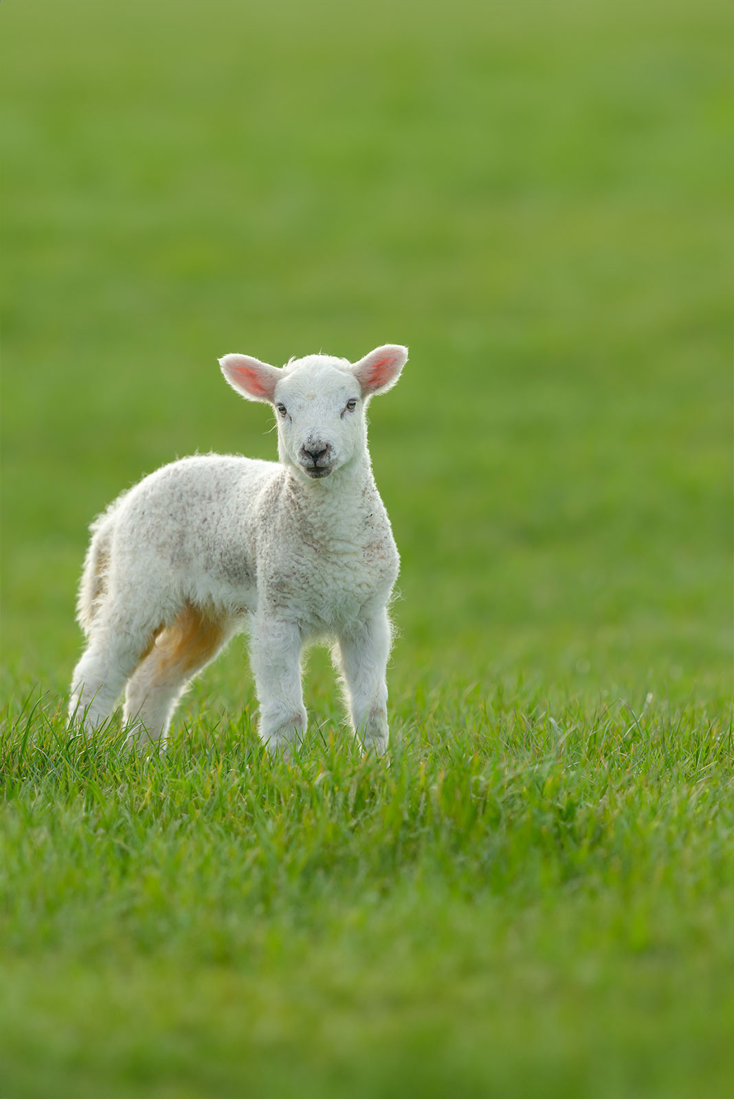 Mouton Tarasconnais