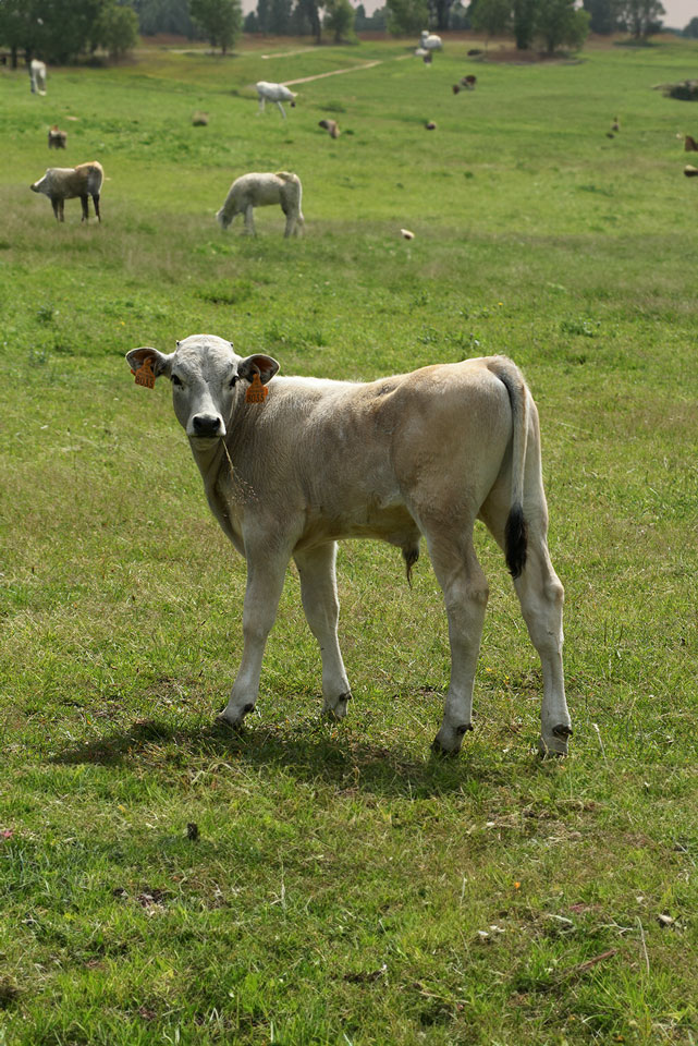 Veau Gascon